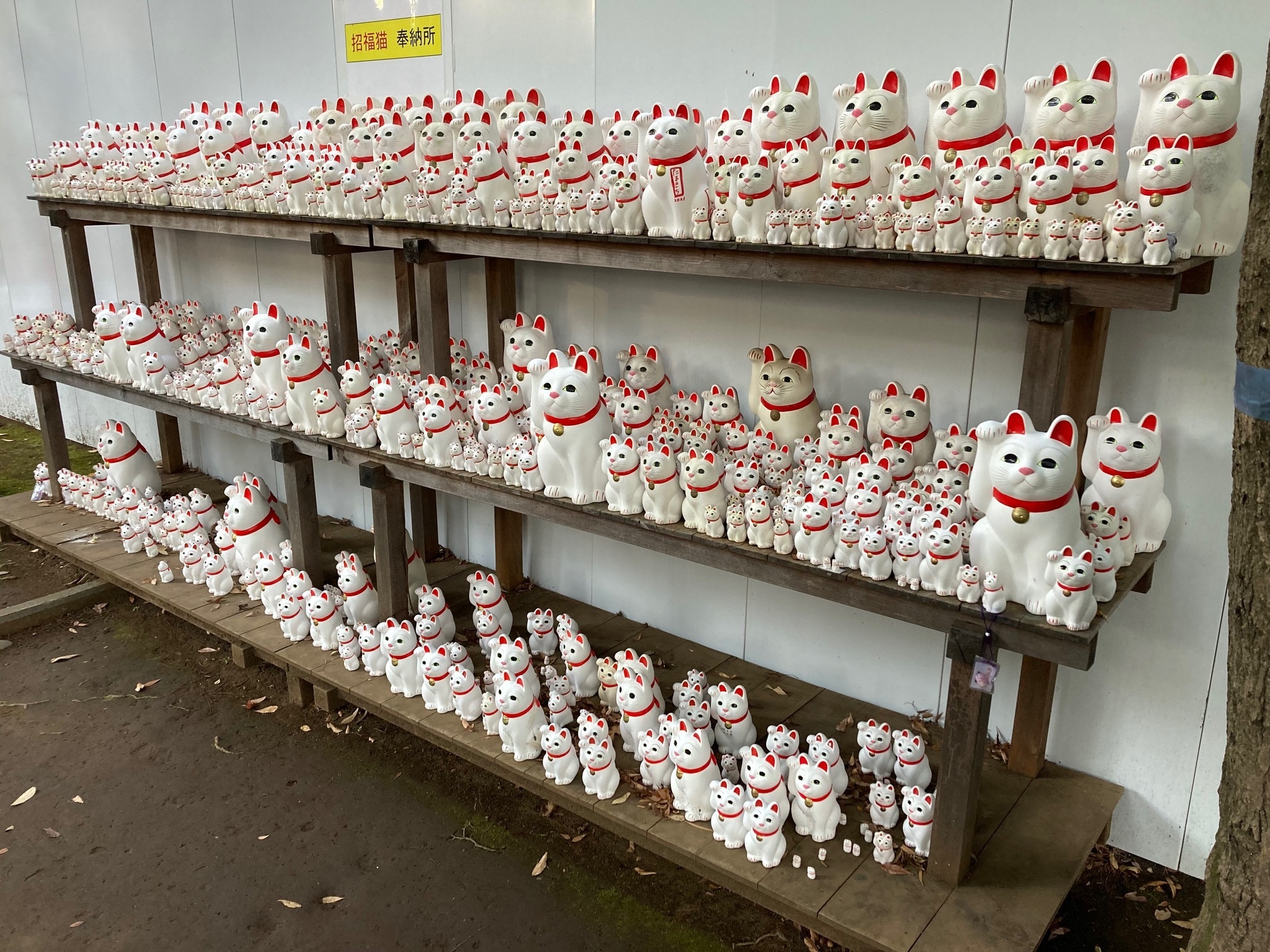 月末処分の為最終値下げ！茶棚 茶師 辻重行の一煎 容器付き 玉露入り粉末茶 – お茶・緑茶の製造